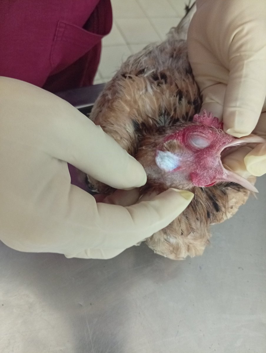 FalconeryH16091's tweet photo. Le coryza infectieux chez les oiseaux provoque une grave inflammation du visage (visage enflé) et des écoulements oculaires et nasaux malodorants. https://t.co/JAwCGhjQI4