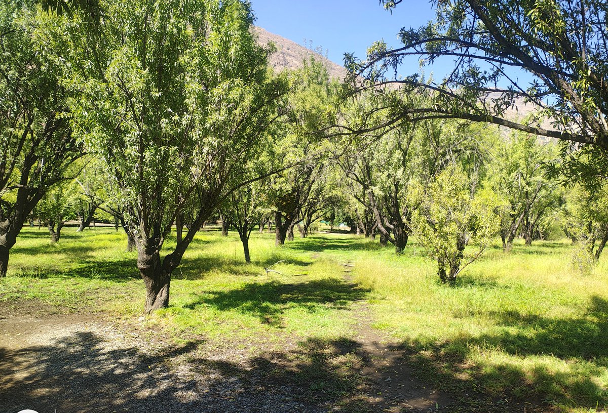 RealDerechaCL's tweet image. #Gestion 

En solo un dia de trabajo maestros de la zona de San Jose de Maipo habilitaron la piscina de nuestro camping llamado "Los Almendros" ubicado en el sector "El Toyo" en el Cajon del Maipo 🇨🇱👍