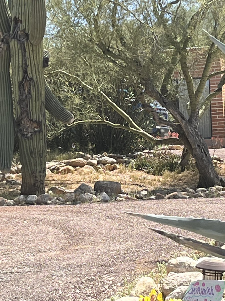 John DePetro Show tweet media