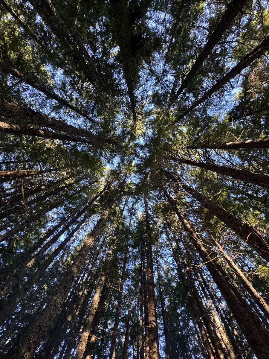 What a lovely angle of the tree canopy.

Photo taken on a random hill in gifford pitcho national forest, Washington state