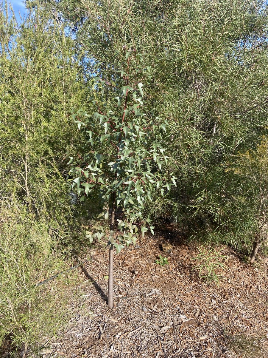 Guy Ballard tweet media