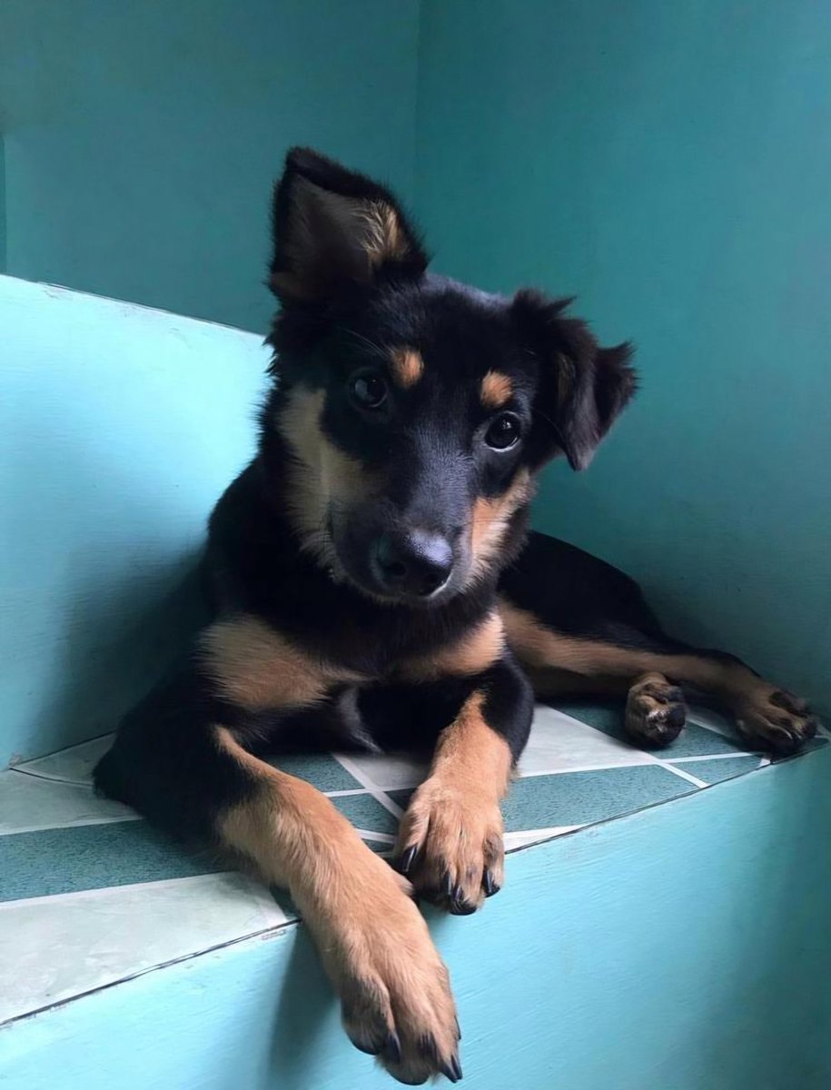 gph1228's tweet image. I miss my Madu back home in the Philippines. 🐶🫂
#puppylove #seeyousoon