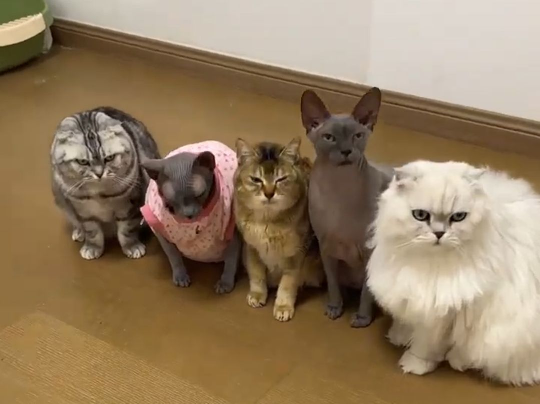 cybiul's tweet photo. @casicat #SisterMeiMei #CatFun #MeowGang #FriendsCatsLove #ToleNation 😹 https://t.co/Z536udwNHB
