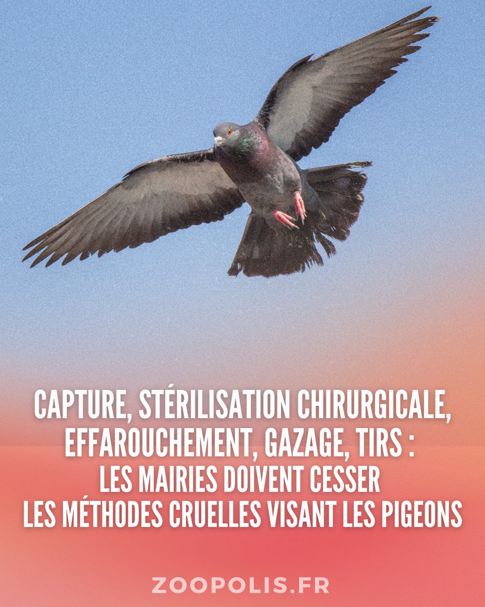 paz_zoopolis's tweet image. #Municipales2026 #Angers 

👏Le candidat @RomainLaveau s'est engagé auprès de PAZ à ne pas commanditer de méthodes cruelles visant les #pigeons.🐦

👎Aucun engagement du maire sortant @ChristopheBechu.

🔎zoopolis.fr/nos-campagnes/…