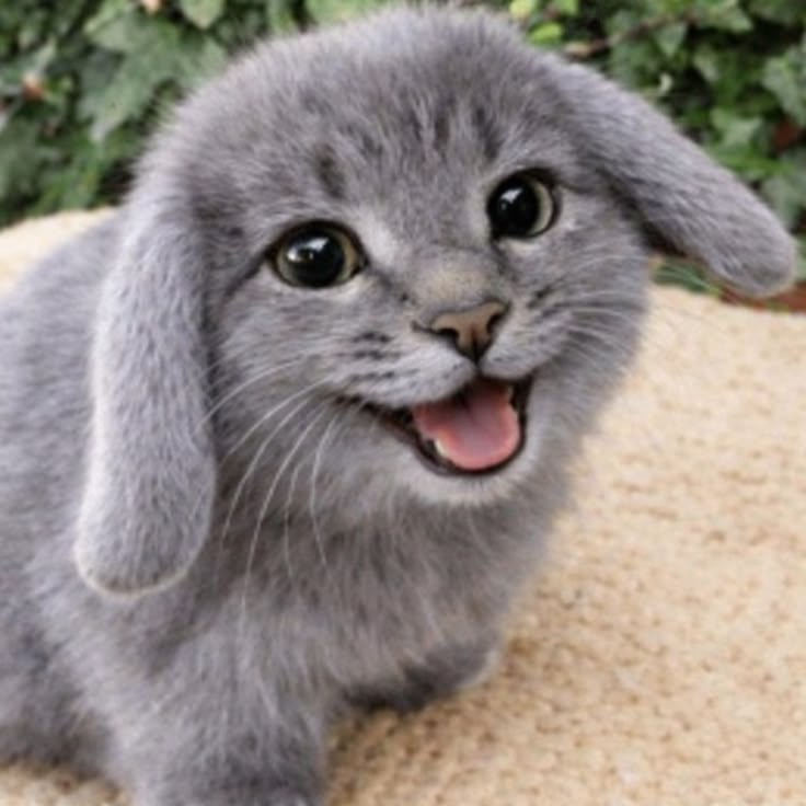 Cabbit 🐰 tweet media