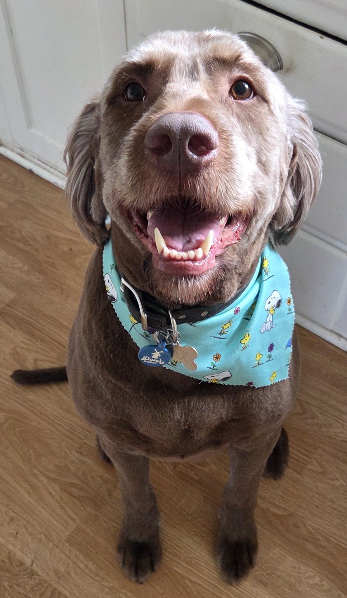 Fudgesnaps tweet media