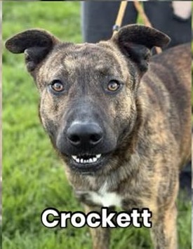 8415_n's tweet image. MATEO was #rescued. ❤

No info yet who rescued him.

But wait for the update how many of these 44 pups on today's #Stanislaus #euthlist YOU have already saved. 

You won't believe me. I can't stop crying right now.

Of these 44 pups, only 3 still need our immediate help!