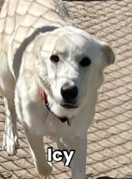 8415_n's tweet image. MATEO was #rescued. ❤

No info yet who rescued him.

But wait for the update how many of these 44 pups on today's #Stanislaus #euthlist YOU have already saved. 

You won't believe me. I can't stop crying right now.

Of these 44 pups, only 3 still need our immediate help!