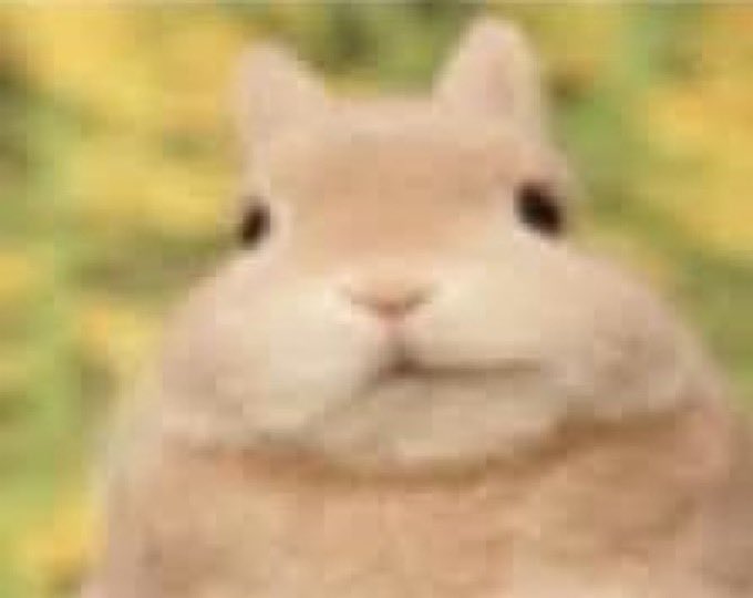 𑣲₍ ᐢ. .ᐢ₎ tweet media