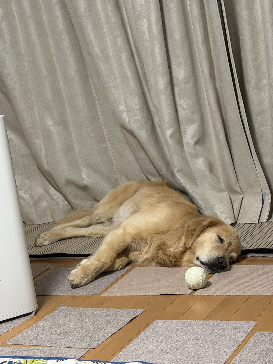 レン🐶ゴールデンレトリバー tweet media