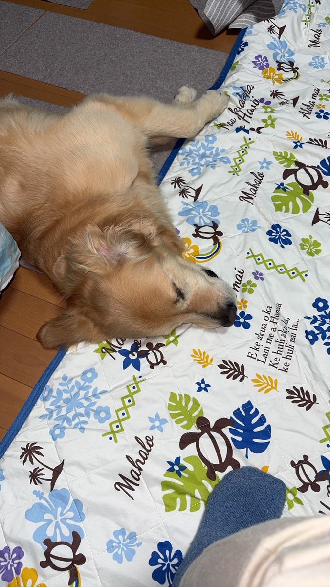 レン🐶ゴールデンレトリバー tweet media