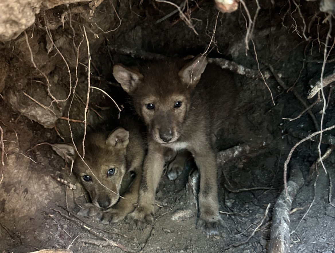 Taylor McCoy 🦖 tweet media