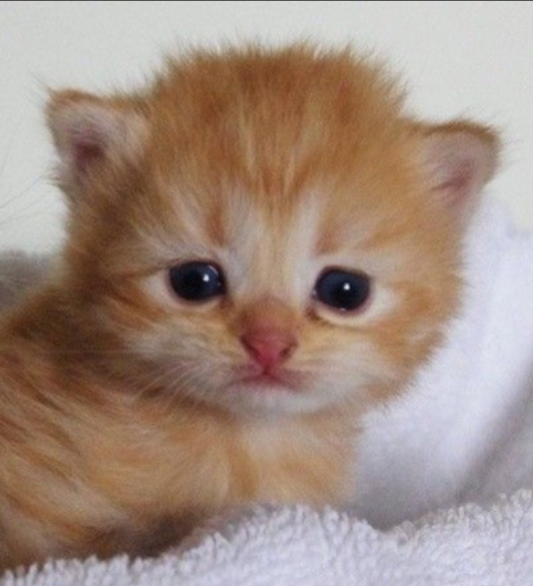 Catsillyness's tweet photo. smol baby https://t.co/tpsucitb2p
