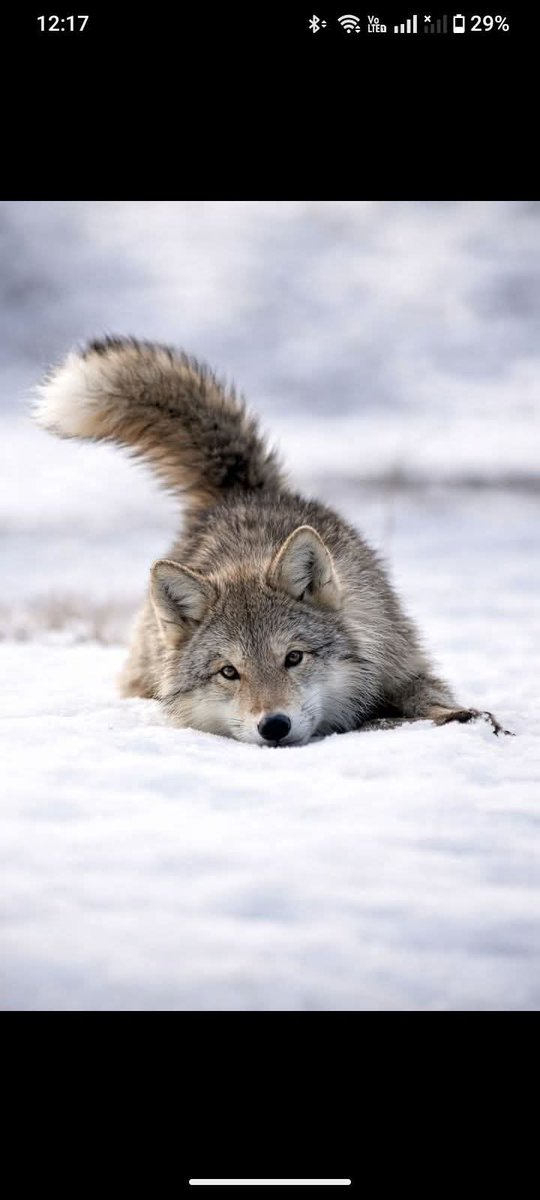 wolf lover community tweet media