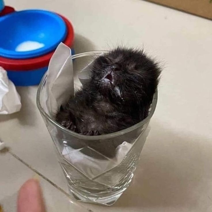 smol silly cat tweet media