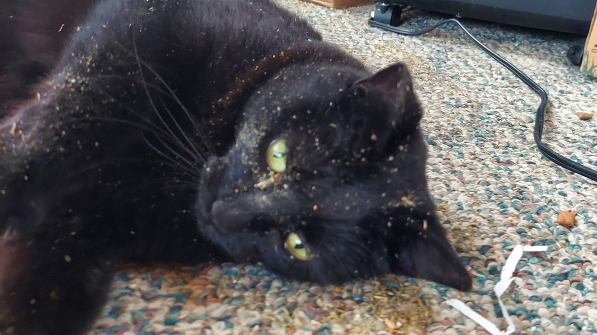 Cheddar Biscuits 🧡🧡 tweet media