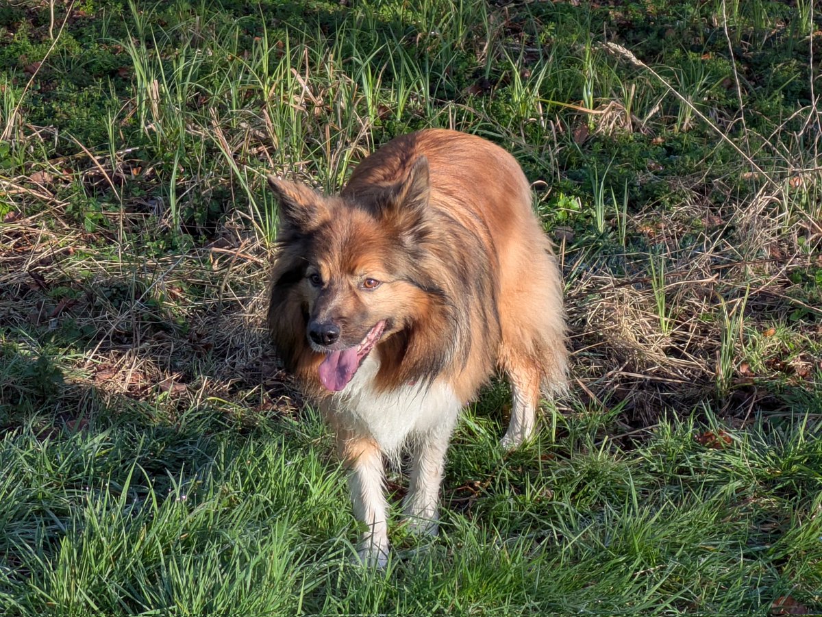 Camas The Collie tweet media