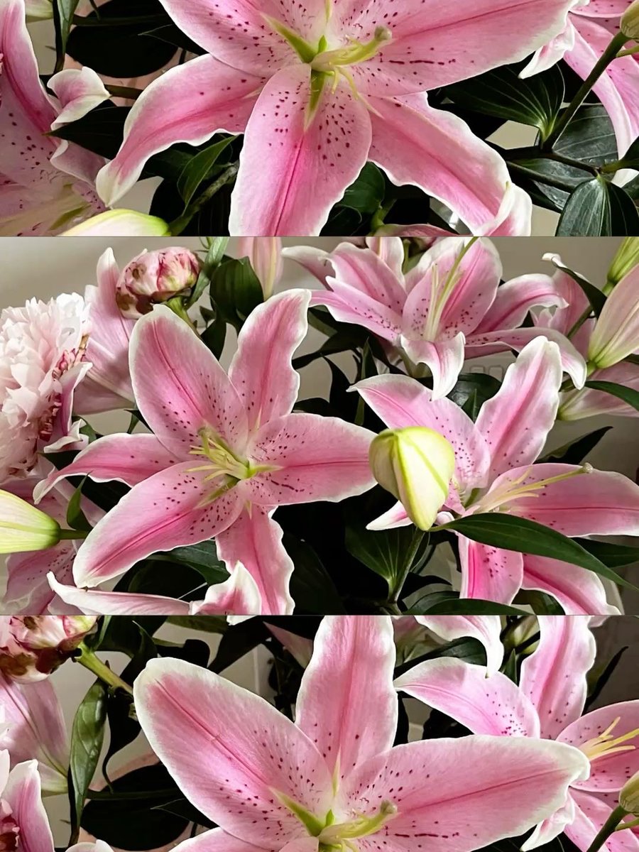 Bloomify tweet media