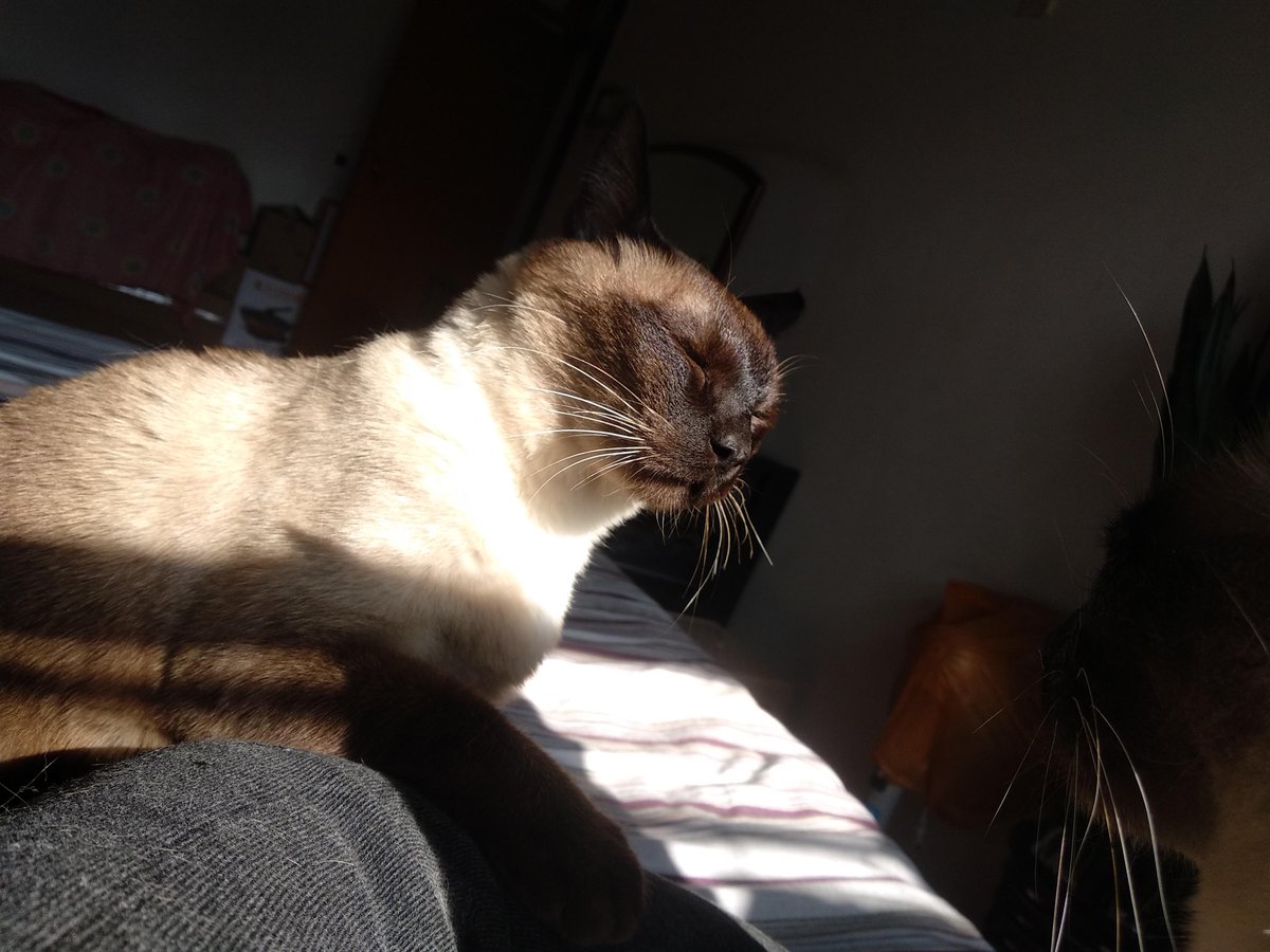 Rattharong's tweet photo. "Home isn’t a place—it’s the furball curled up in your lap after a long day.  #PetLove #HomeIsWhereThePawIs" https://t.co/WlCw5Vyyjo