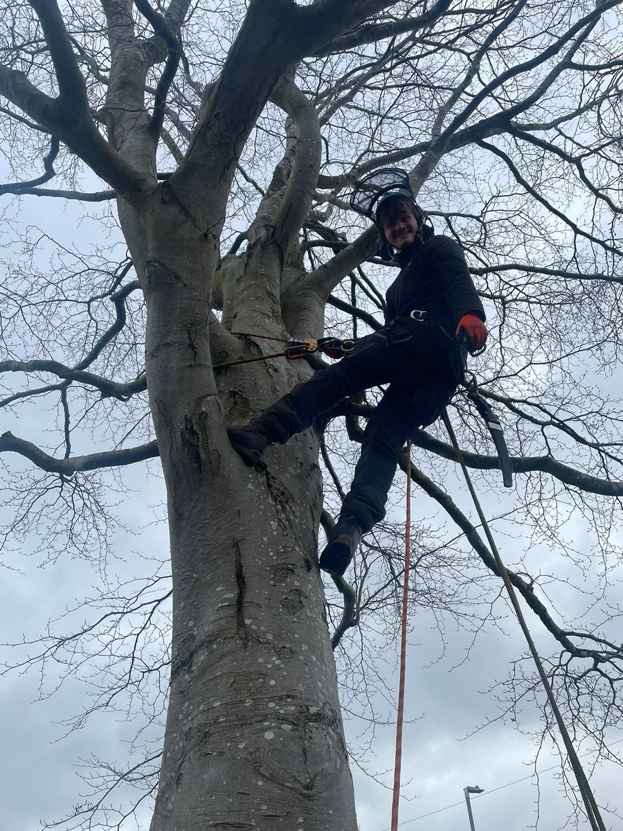 ArielTreeCare's tweet photo. Working on a beech tree today carrying out a crown lift, crown thin and clearance of selective branches away from 2 phone lines.

https://t.co/52nBMrOpvO https://t.co/HqShwu6GDF