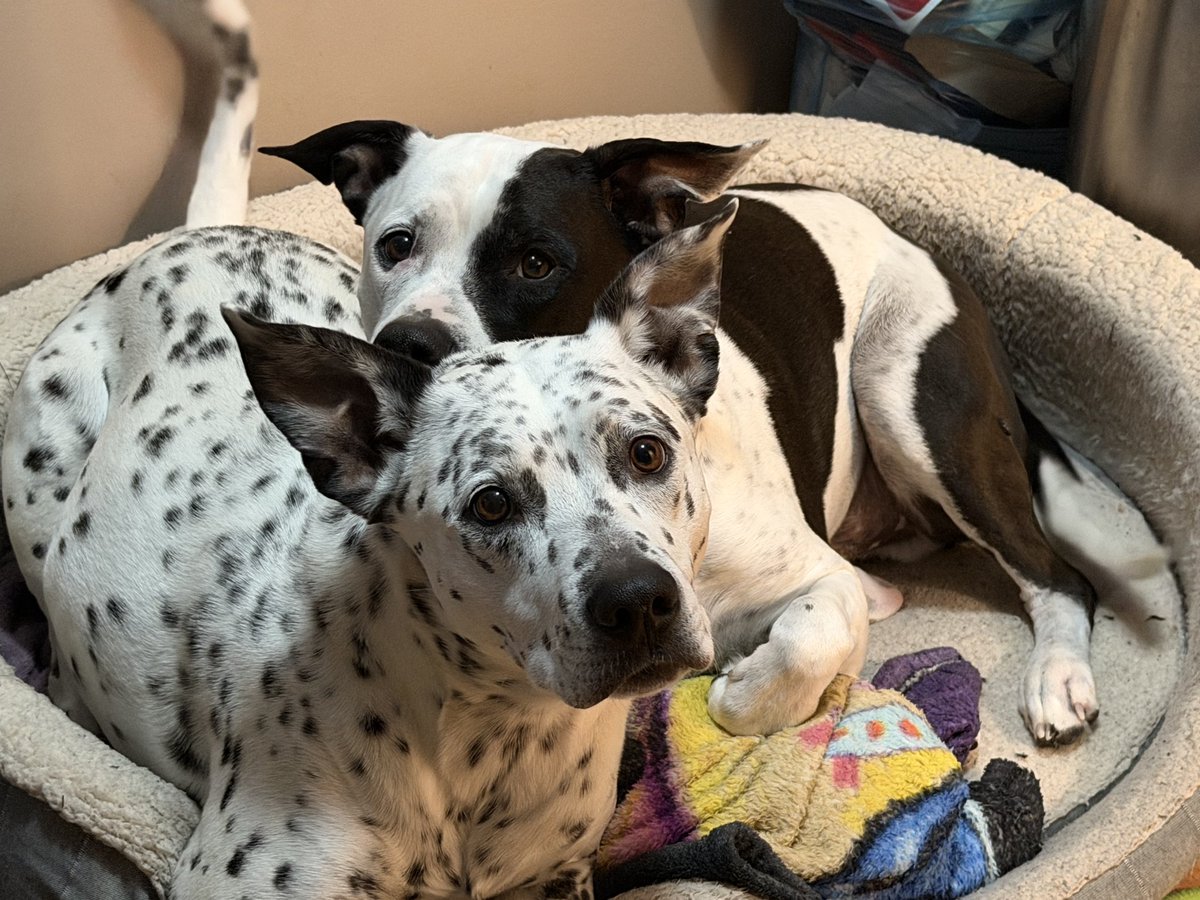 Gruntiatus tweet media