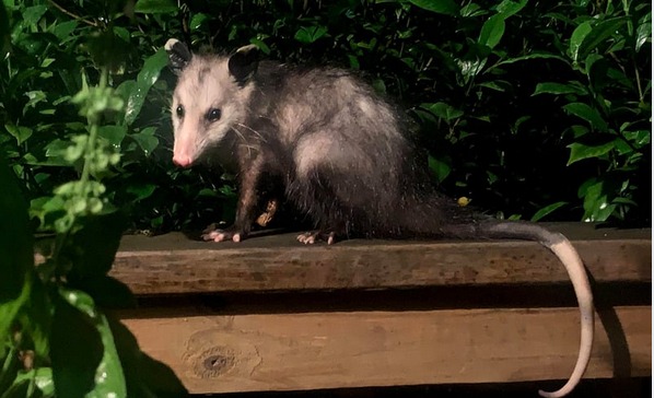 Aura Wellness Center tweet media