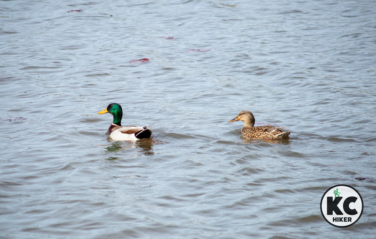 Kansas City Hiker tweet media