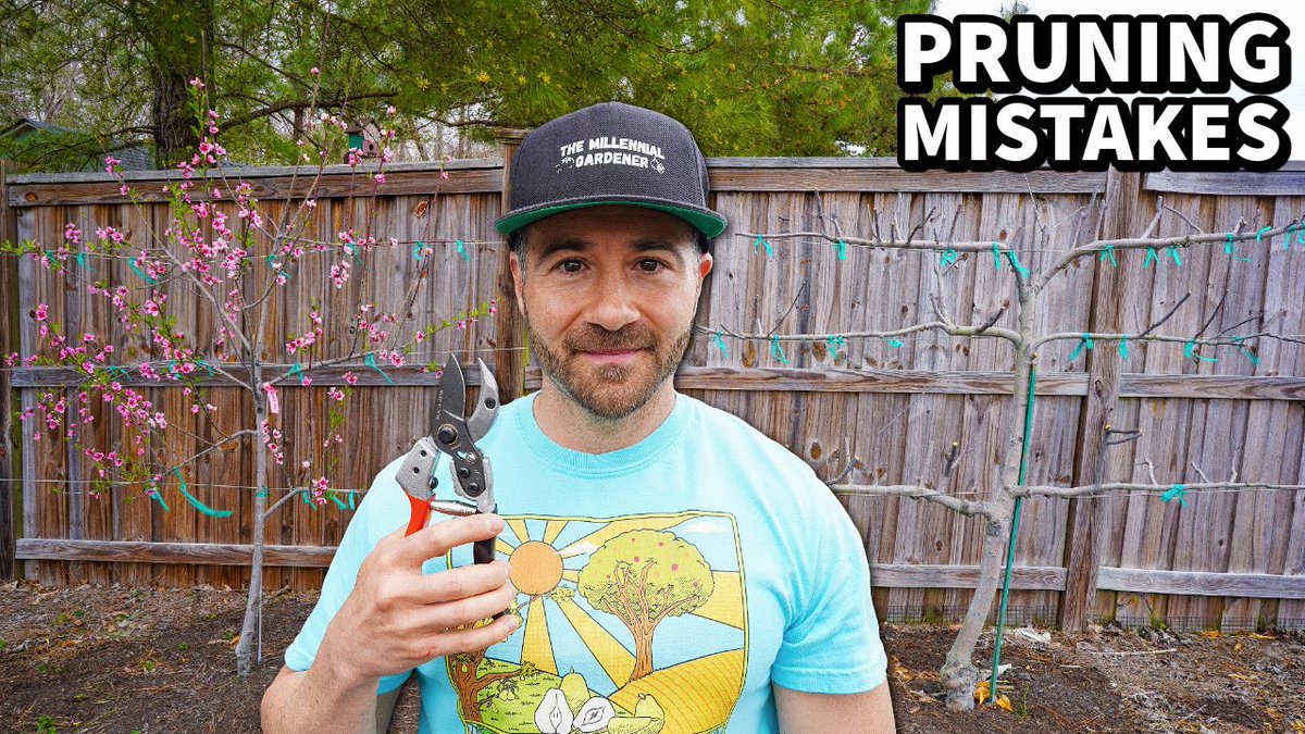 NCGardening's tweet image. New YouTube video. Millions of gardeners are about to make a disastrous pruning mistake that could cause sick or dead trees! Learn how to prune your trees the right way for small size, maximum production and peak health 👉

youtu.be/yTzT48UP8Hc?si…
———
#pruning #fruittrees