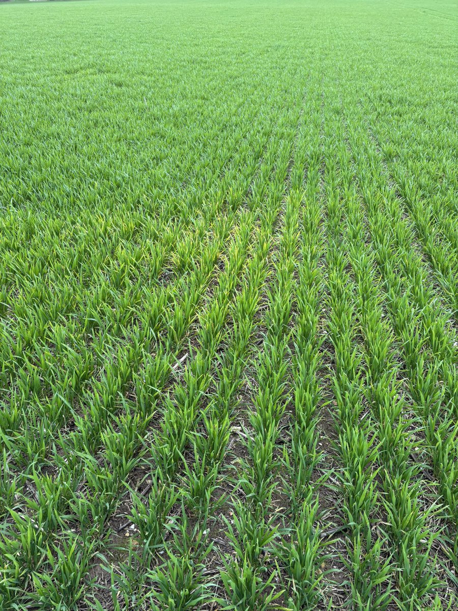 TJex_RegenAg's tweet photo. Yellow rust foci starting to develop in October drilled wheat in the south 🔍 🦠 
@AgriiUK 
@Agri_Tech_E https://t.co/lxIDal7Cmo