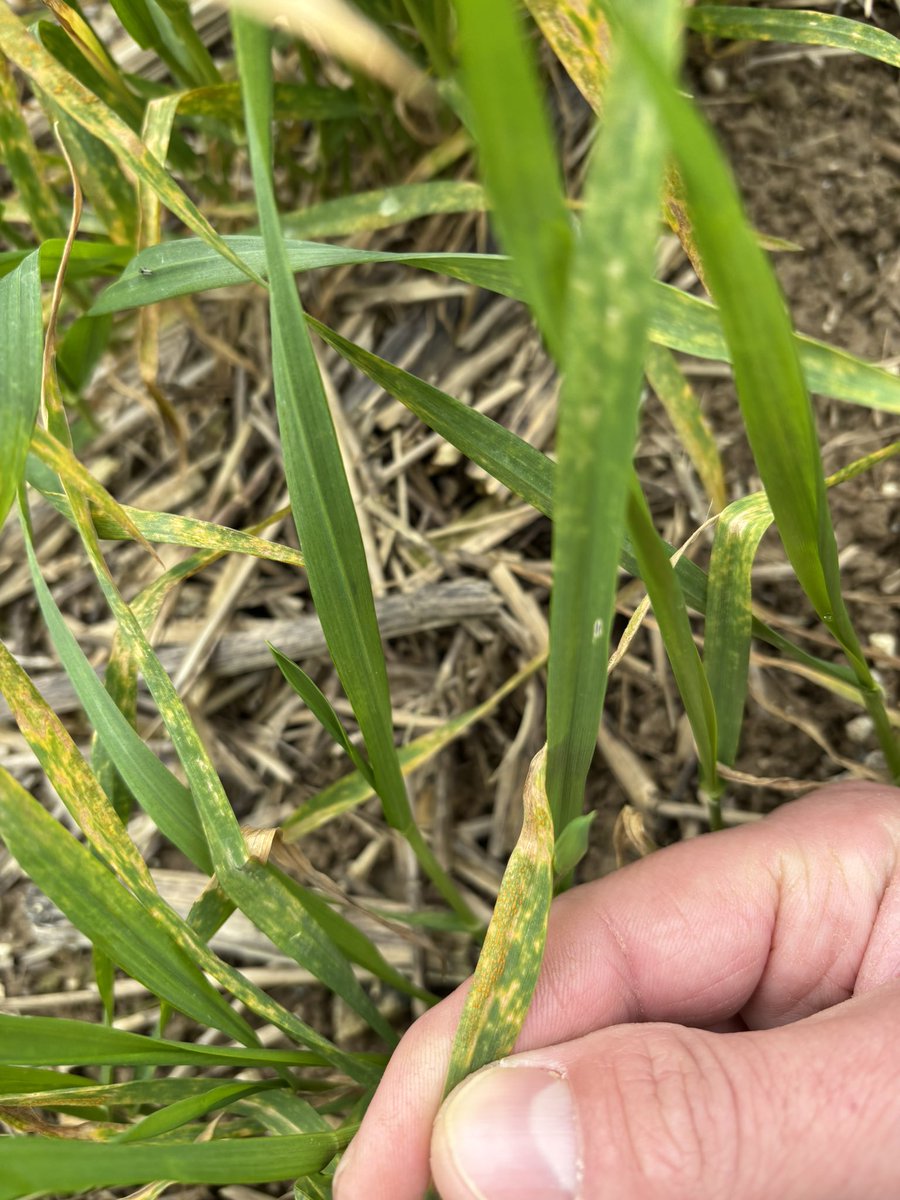 TJex_RegenAg's tweet photo. Yellow rust foci starting to develop in October drilled wheat in the south 🔍 🦠 
@AgriiUK 
@Agri_Tech_E https://t.co/lxIDal7Cmo