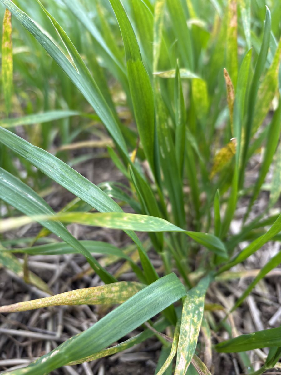 TJex_RegenAg's tweet photo. Yellow rust foci starting to develop in October drilled wheat in the south 🔍 🦠 
@AgriiUK 
@Agri_Tech_E https://t.co/lxIDal7Cmo