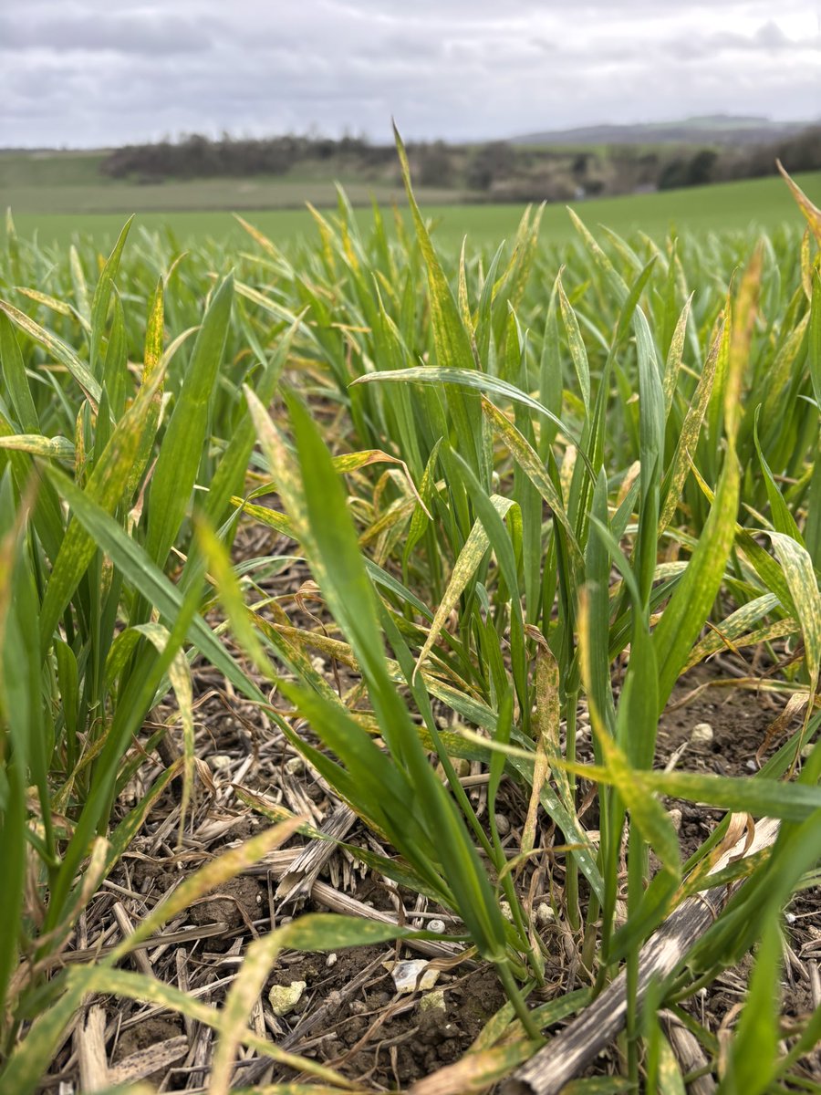 TJex_RegenAg's tweet photo. Yellow rust foci starting to develop in October drilled wheat in the south 🔍 🦠 
@AgriiUK 
@Agri_Tech_E https://t.co/lxIDal7Cmo