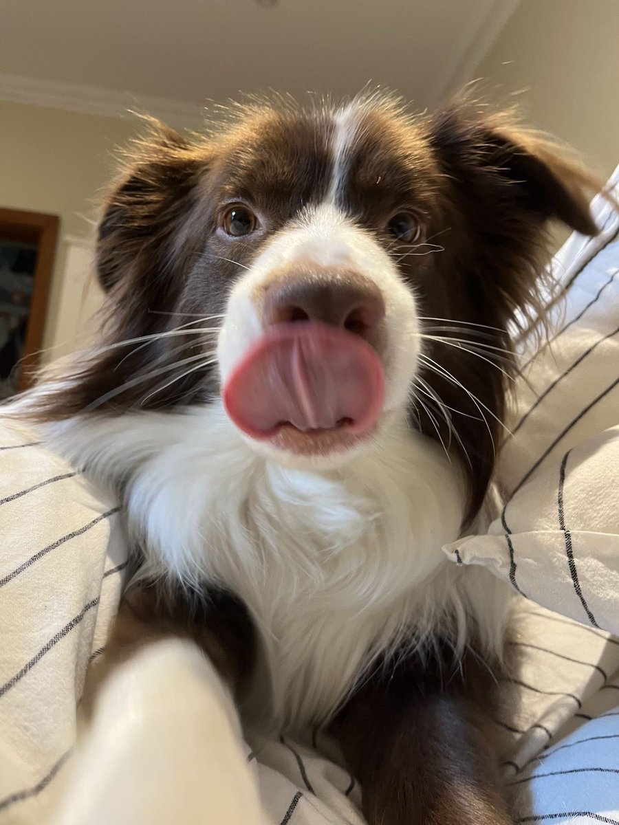 Lucky 🐾 tweet media