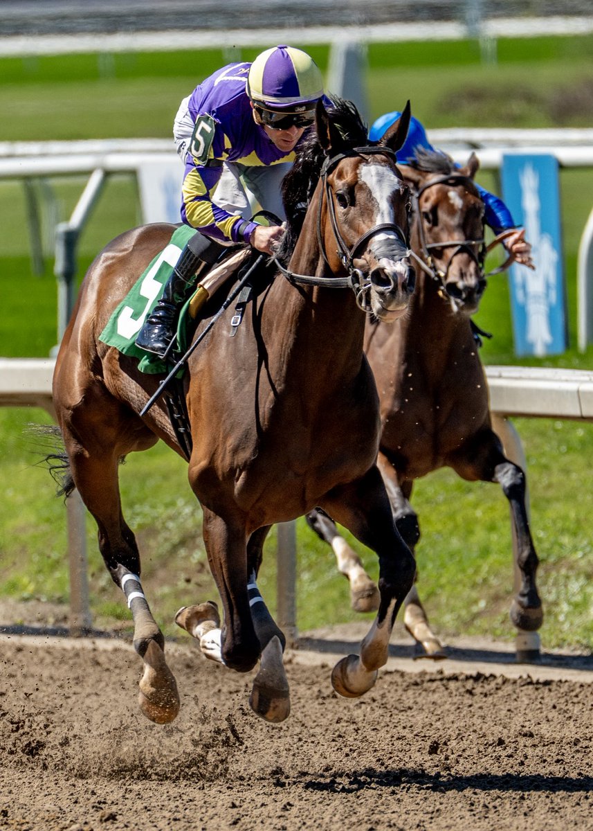 JohnGDooley's tweet photo. A nice 3yo filly prospect, A. P.’S GIRL winning back-to-back @fairgroundsnola today. @_benacurtis with his 49th win of the meet (equals total from last season). Trainer Peter Eurton now 11-for-39 (28%) at the FG. @StablesCrk in the chase for meet leading owner with nine wins. The daughter of Honor A.P. closed 99/1 (#1) in the #KyOaks Future Wager Pool 1 on Sunday. (📸@hodgesphoto). #FG154