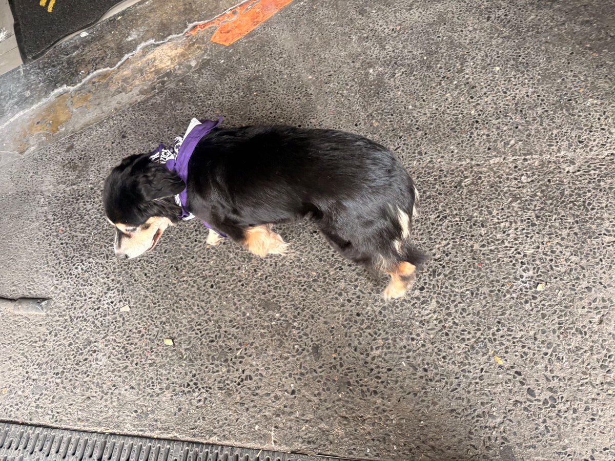 LaRomaMex tweet media