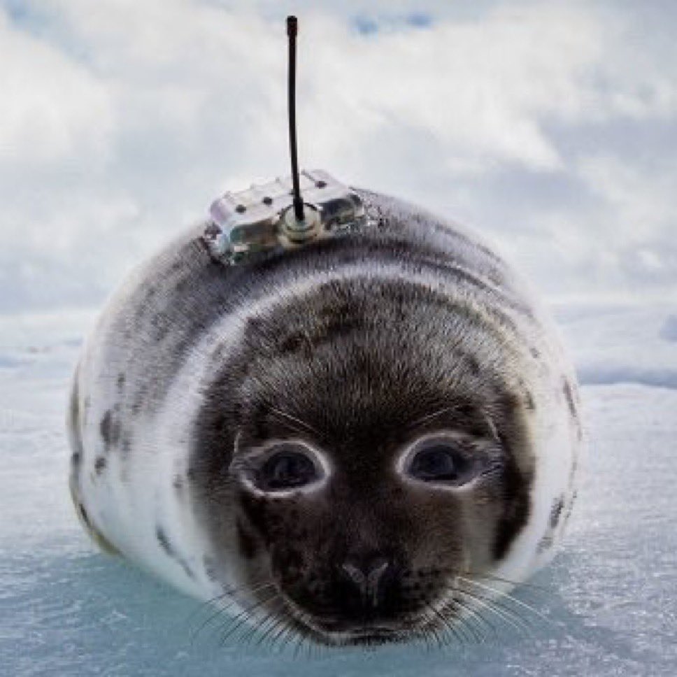 sealluvr 🦭 tweet media