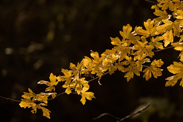 Dominique Tomko tweet media