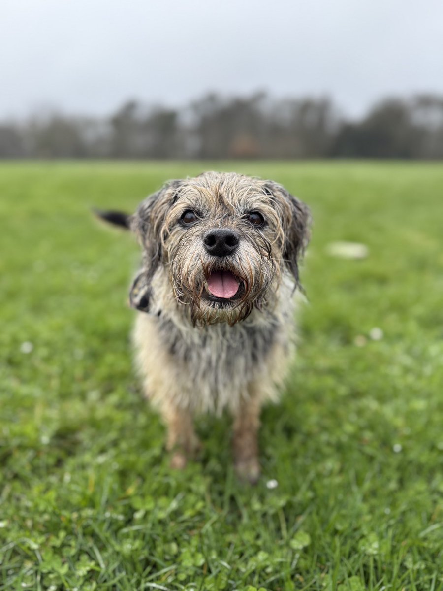 Tobi_LeRone's tweet image. The folks are back from their mini holibobs in Athens! Great to see you n all but more importantly, where’s my souvlaki?!? 😋 #Priorities 🥙