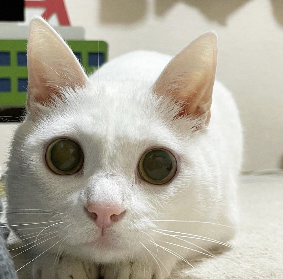 しんばぷー tweet media