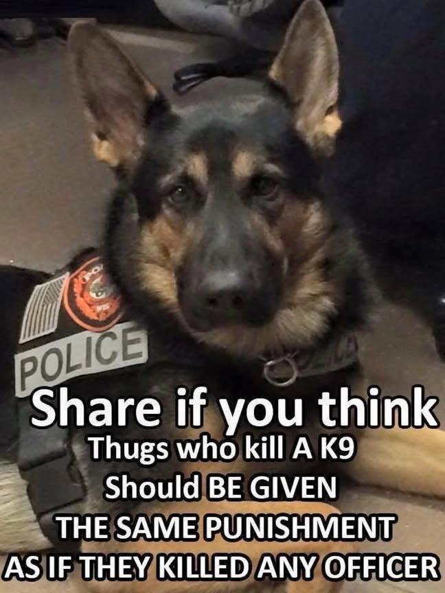 Doggy Mix (@pawprintsdaily6) on Twitter photo 