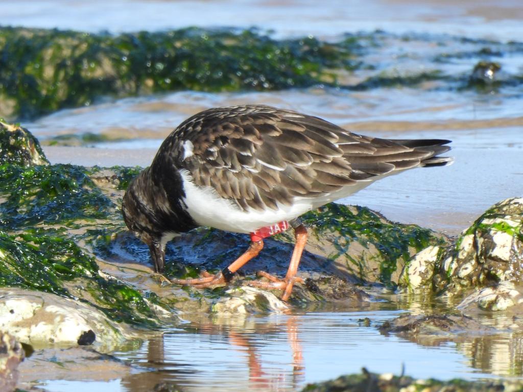 Mark Clements tweet media