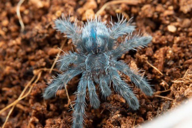 Bug Bug bugs■3/28、29 ナゴレプ tweet media