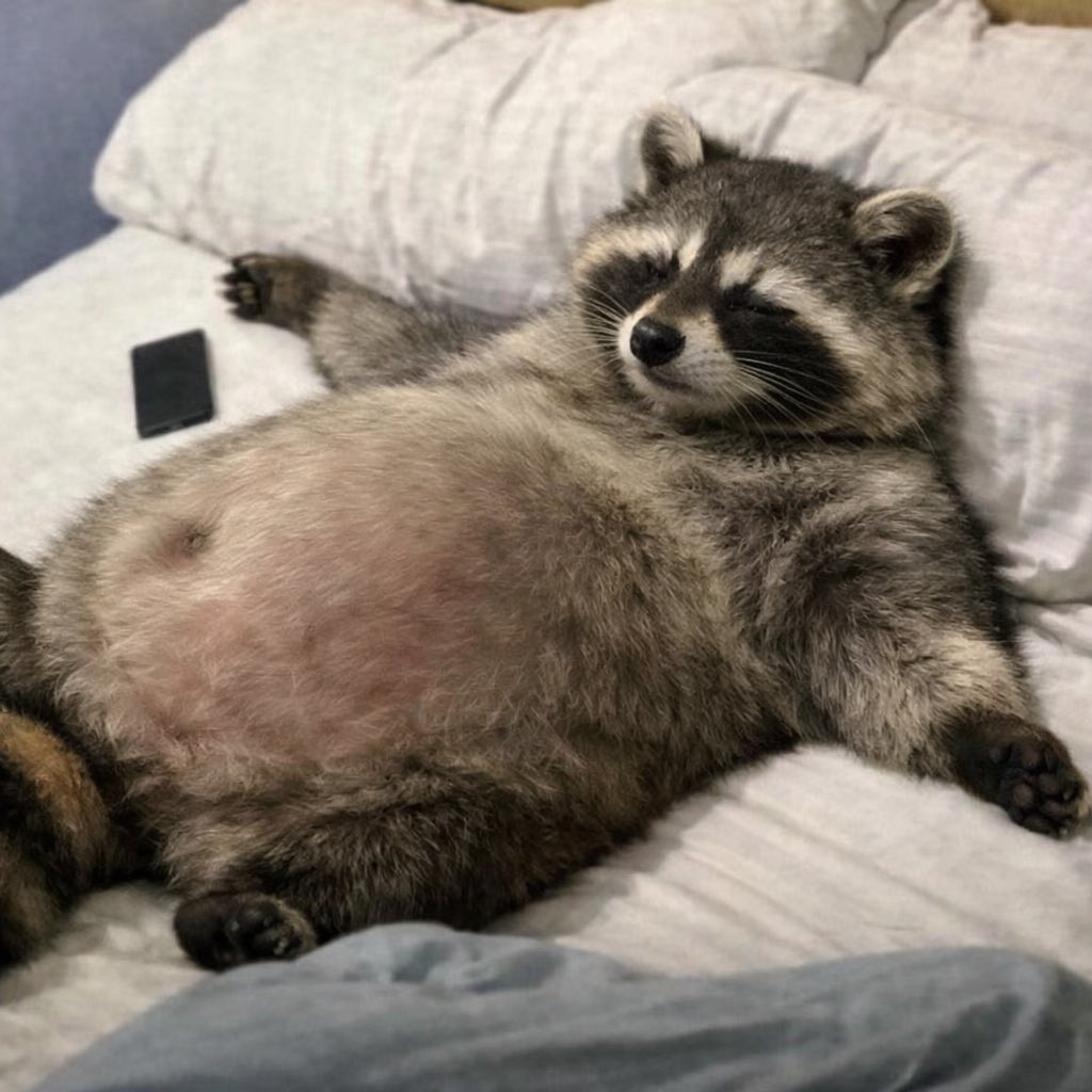 𝙼𝚄𝙽𝙲𝙷𝙸𝙴 tweet media