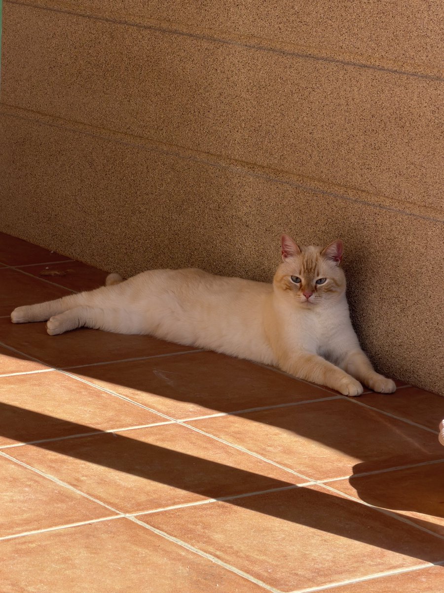 andrea :) tweet media