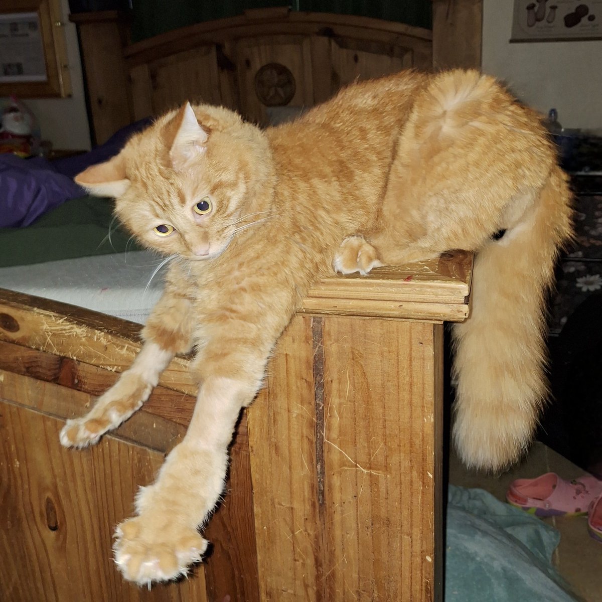 Aggieland Humane Society tweet media