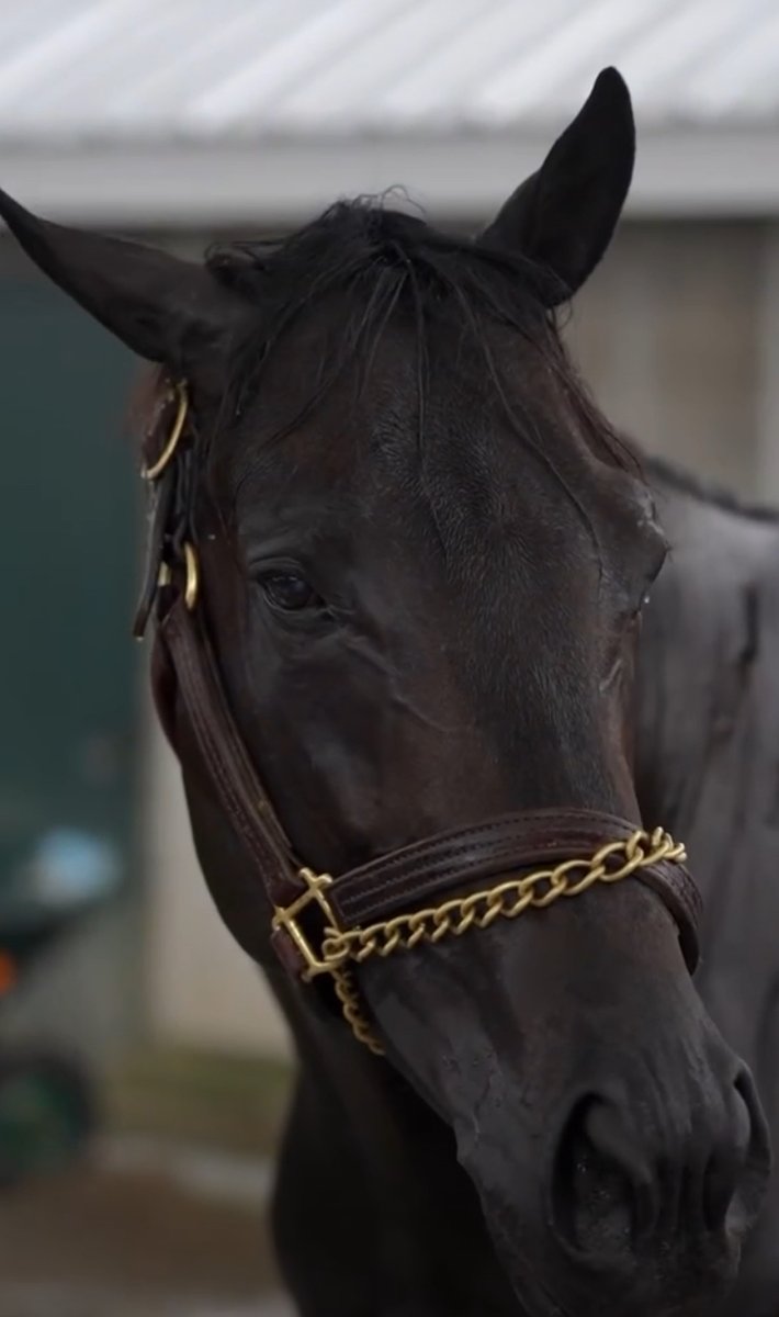 Graf Herzog Kaiser tweet media