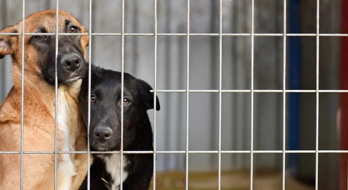 Adoptar no solo cambia el destino de un perro que sufrió abandono; transforma para siempre el tuyo.