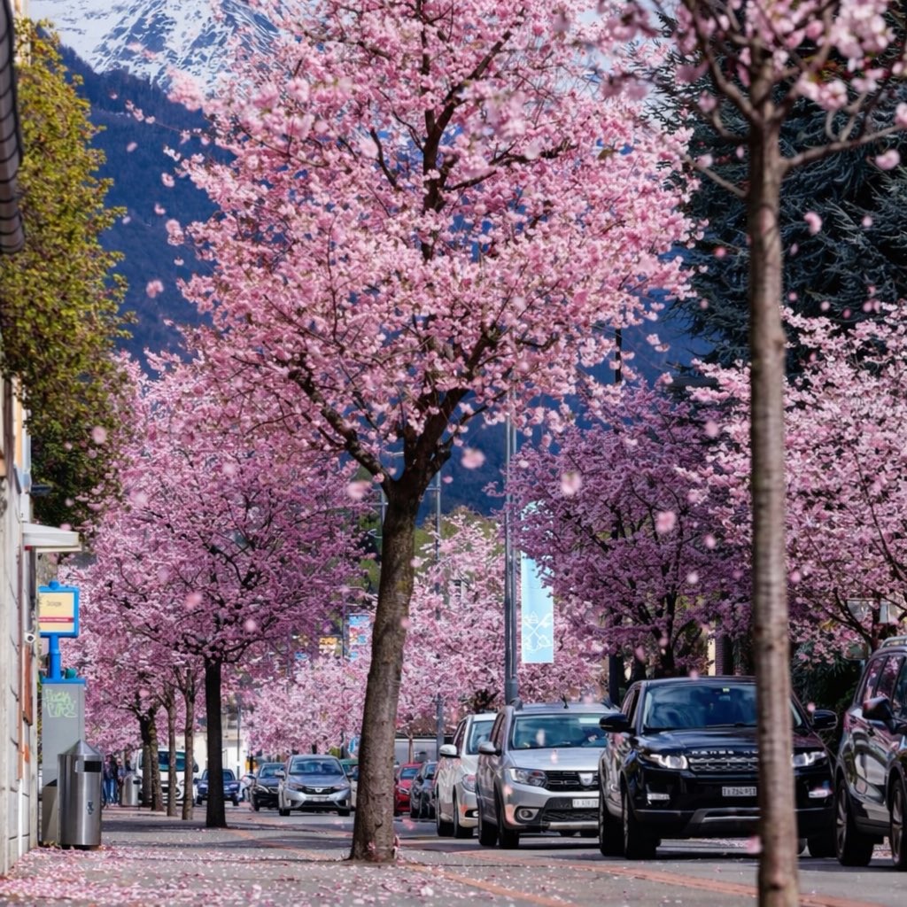 Sharon Chen Music tweet media