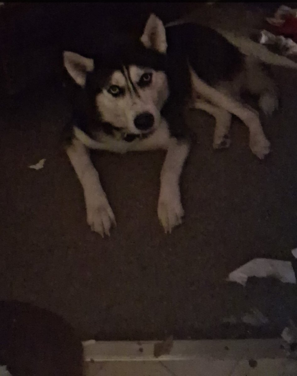 Moonliteshinobi tweet media