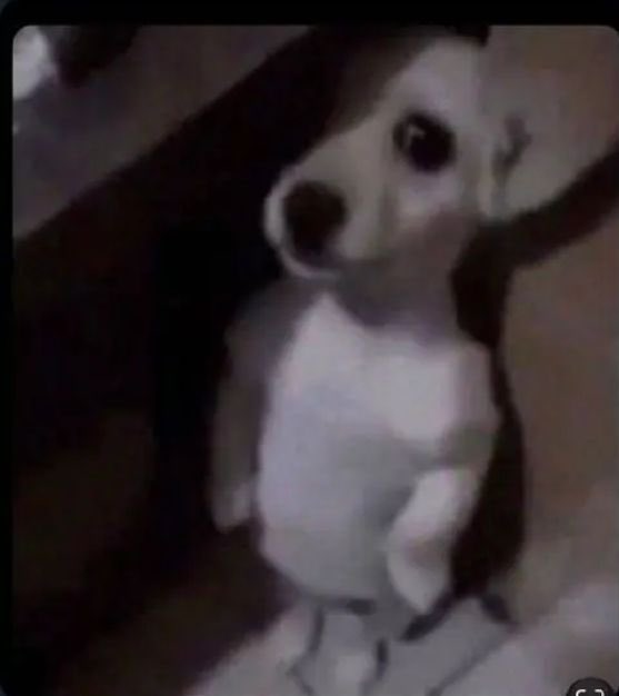 Zynx 🎖️ tweet media